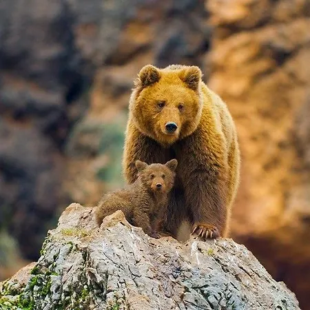 Laurel De Gulpiyuri De Llanes